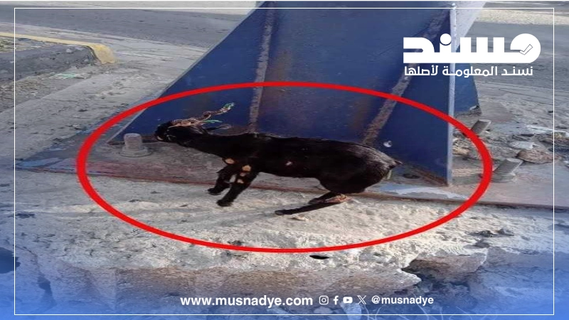 لا صحة لادعاء إرسال عبوة ناسفة على شكل حيوان من مأرب إلى شبوة.. الصورة تعود للحديدة 2022