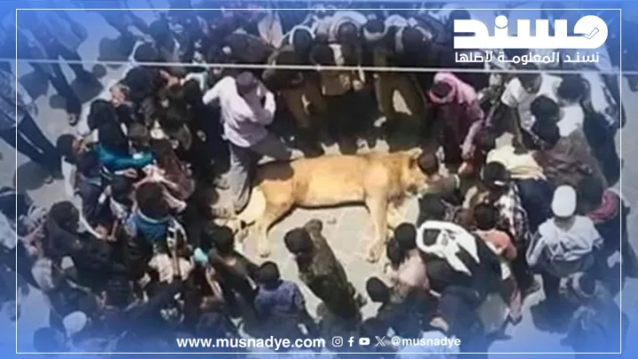 الصورة المتداولة للأسد ليست في صنعاء، بل تعود إلى عام 2015 في محافظة إب